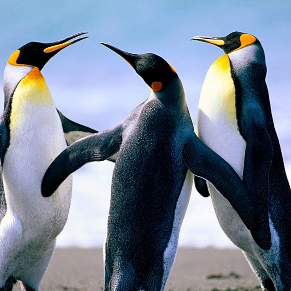 Meet your Posher, Judee